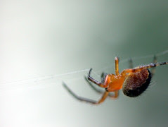 Itsy Bitsy spider