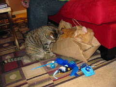 Jasper in the bag