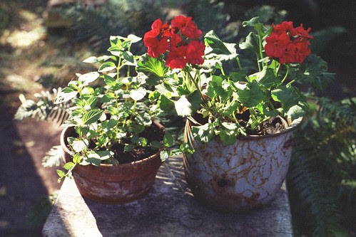 new geraniums