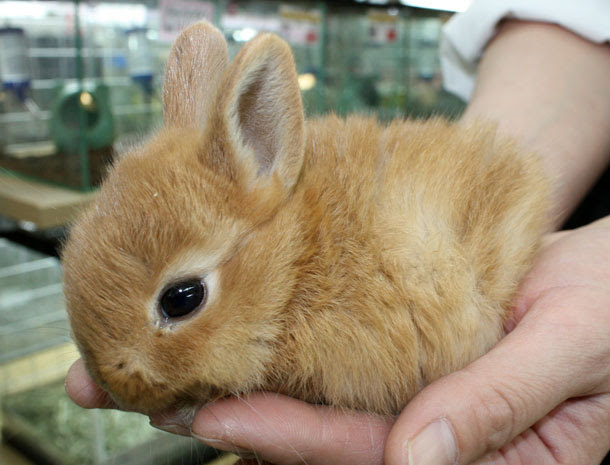 すべての動物画像 50+世界 一 小さい うさぎ