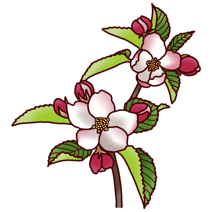 無料ダウンロード りんごの花 イラスト 無料の印刷可能なイラスト素材