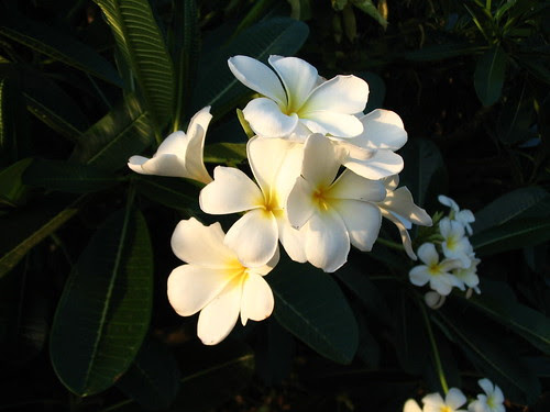 Frangipani