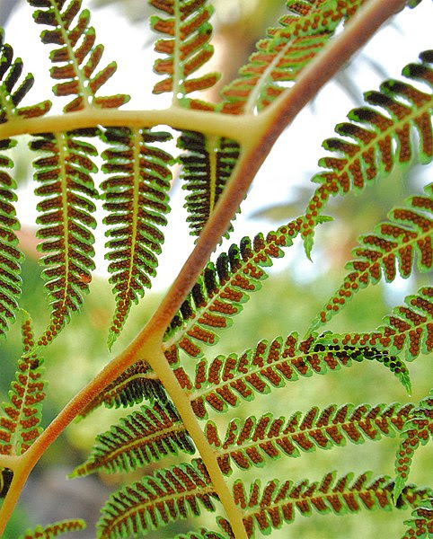 File:Tree Fern Spores.jpg