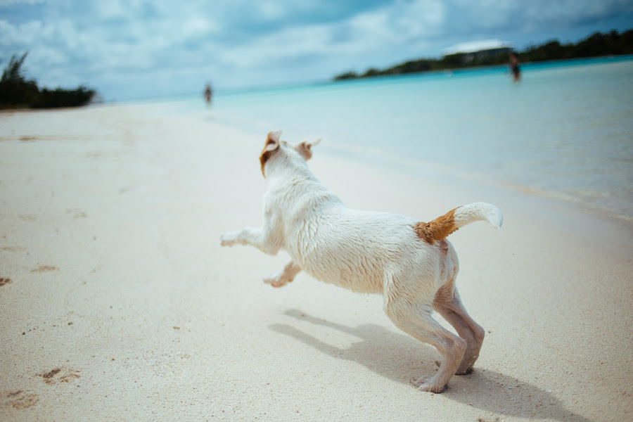 無料の動物画像 最高の犬 後ろ姿 走る イラスト