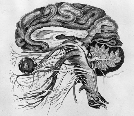 circa 1870:  Anatomical drawing of a man's brain and cerebral nerves.