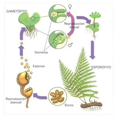 reproduccion_plantas