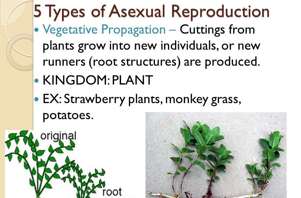 Vegetative Propagation Asexual Reproduction Worksheet