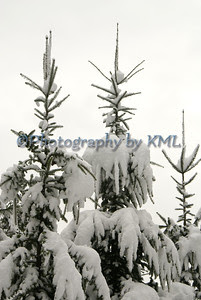 snow covered pines in the winter
