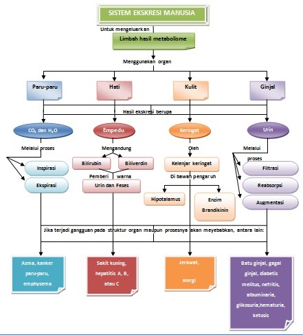 Sistem Ekskresi Pada Manusia Biologi