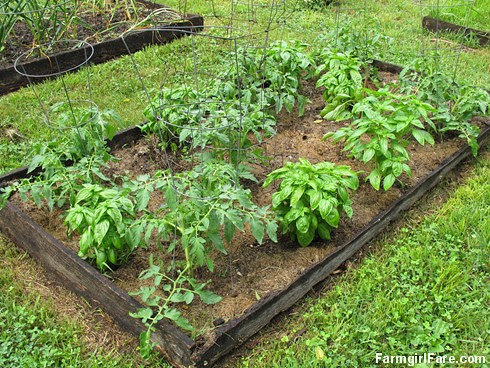 Go Green To Save Money - Growing Your Own Fresh Herbs (3) -  FarmgirlFare.com