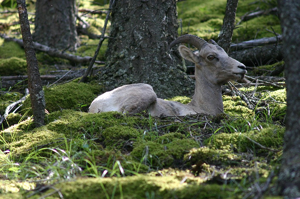 http://upload.wikimedia.org/wikipedia/commons/thumb/4/42/Bighorn_Sheep_Resting_on_Forest_Floor.jpg/1024px-Bighorn_Sheep_Resting_on_Forest_Floor.jpg