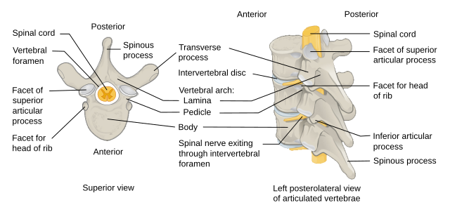 Kid Facts - Learn something new every day!: Superior Costotransverse