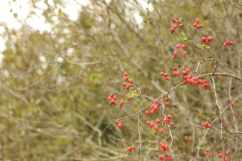 autumn walk
