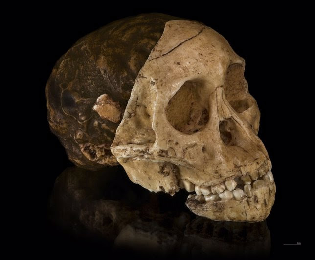 Niño de Taung