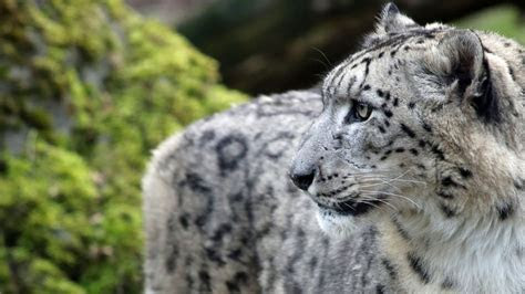 Snow Leopard Pictures ? WeNeedFun Snow Leopard Pictures ? WeNeedFun