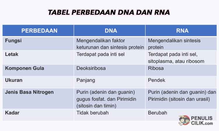 Perbedaan DNA dan RNA Tabel: Informasi Penting yang Perlu Anda Ketahui