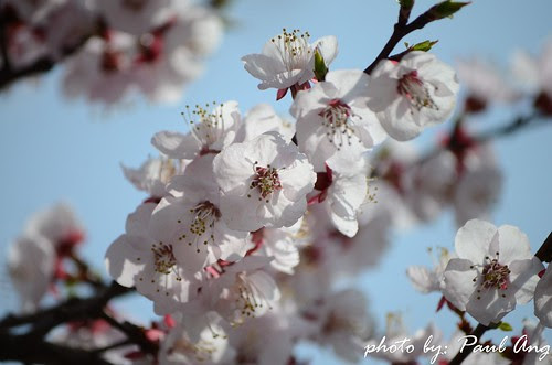 cherryblossom 1