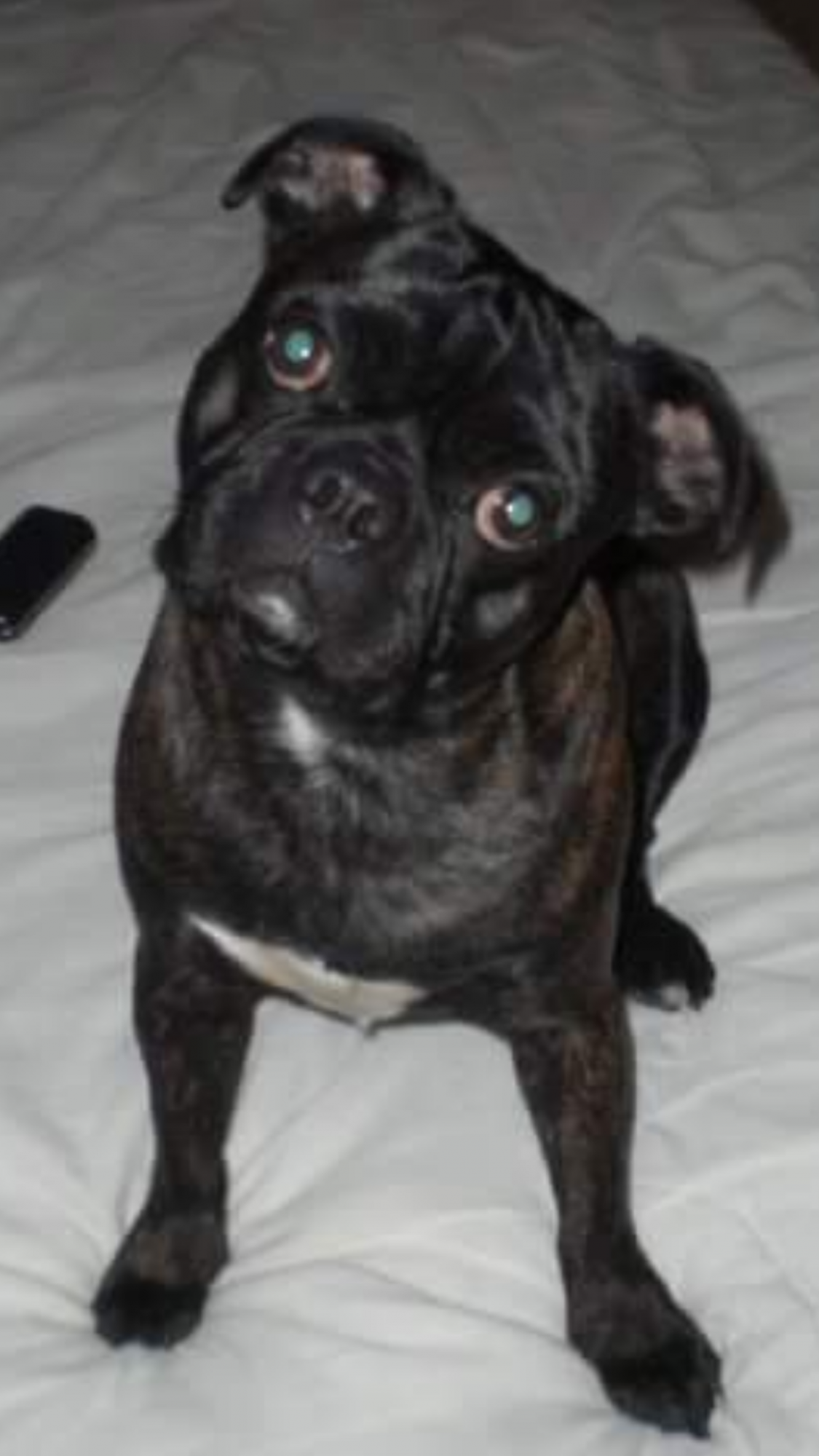 Adorable Black Pug Boston Terrier Mix l2sanpiero