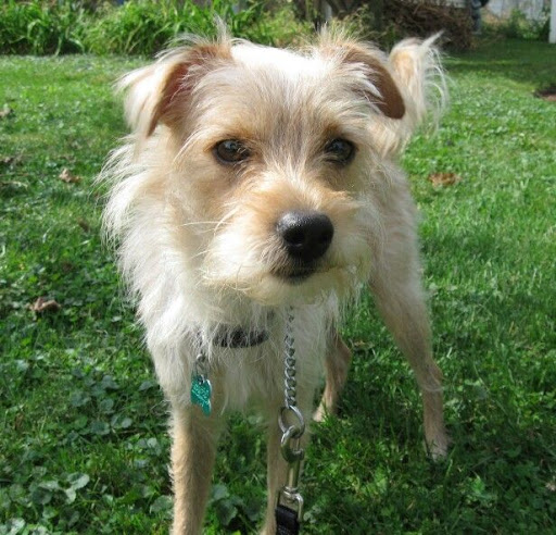 Cairn Terrier Chihuahua Mix For Sale Pets Lovers