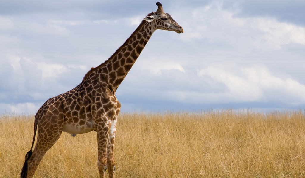 Adaptations Of A Giraffe