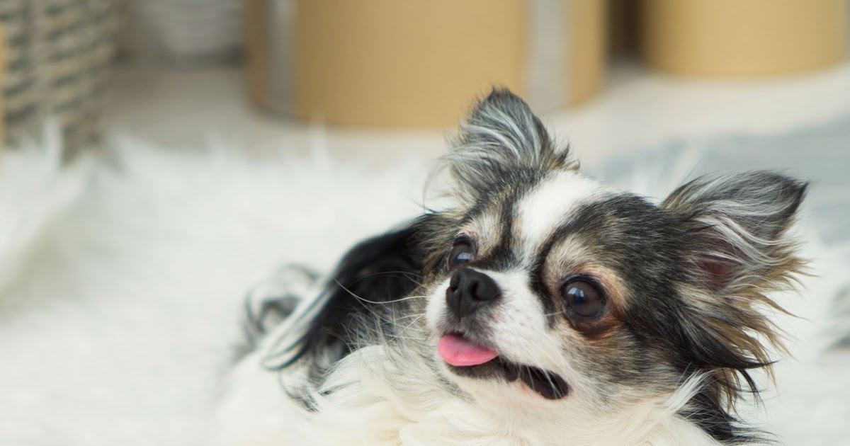 Cute Long Haired Chihuahua Black And White Cenfesse