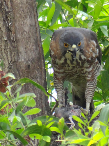 鳳頭蒼鷹/無限台南