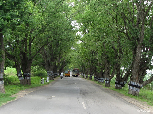 Tamarind trees line a road