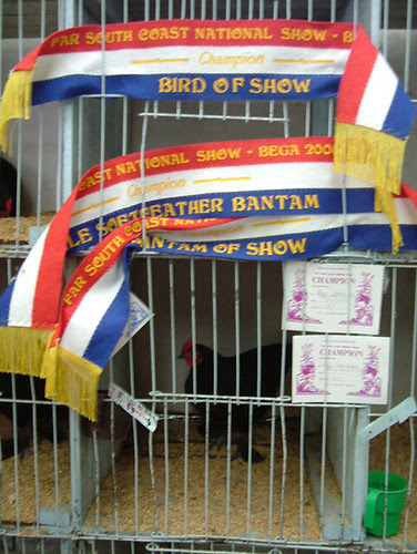 prize_chook2