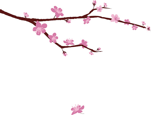 Japanese Cherry Blossom Drawing Easy