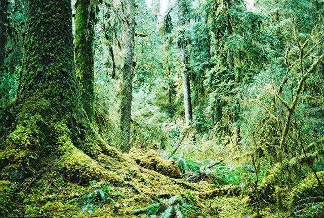 Olympic Rainforest Olympic Rainforest