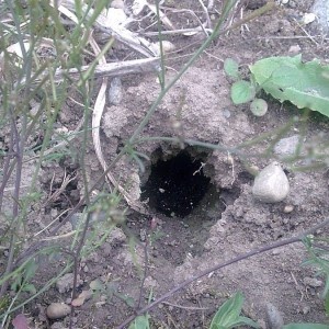 Welches Tier Gräbt Große Löcher Im Garten Unbekannter Gast im