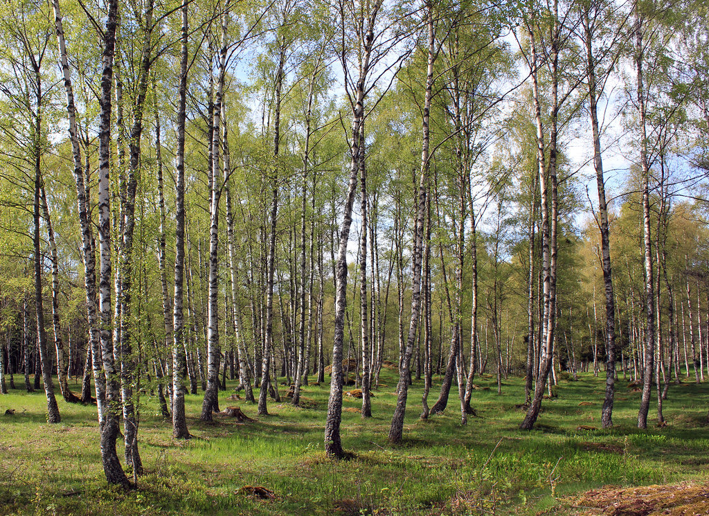 In the Birch Forest