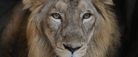 LIONS ASIATIC