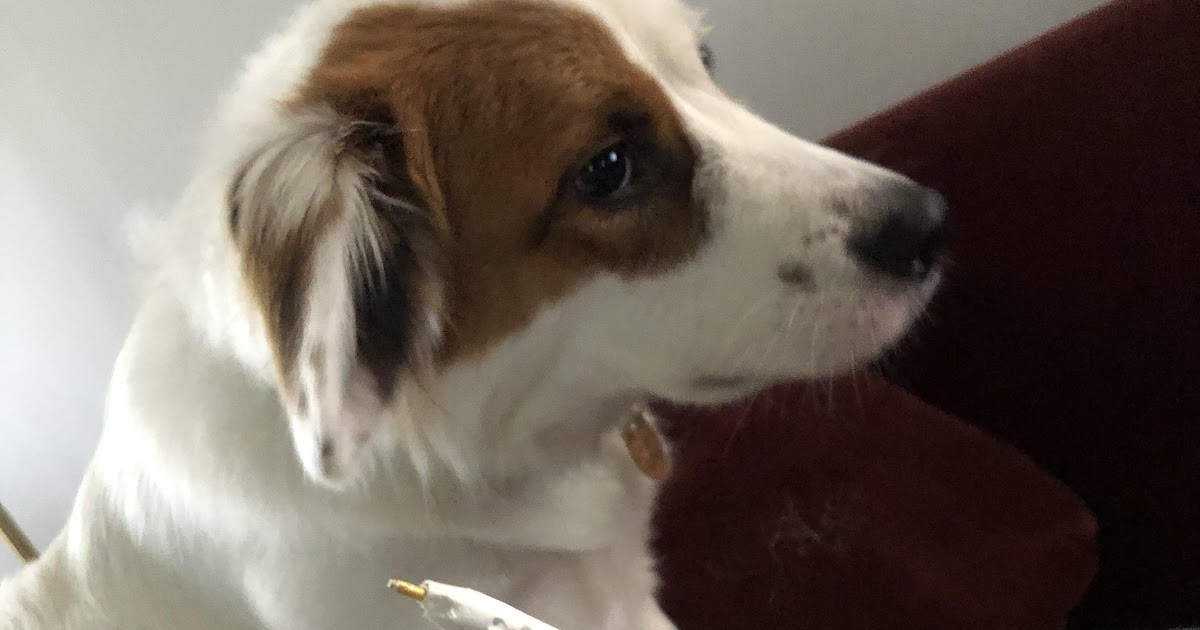 one time my dog chewed up my apple pencil and then could never look at
