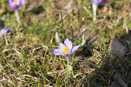 Krokus und Schneeglöggli Platzspitz Zürich