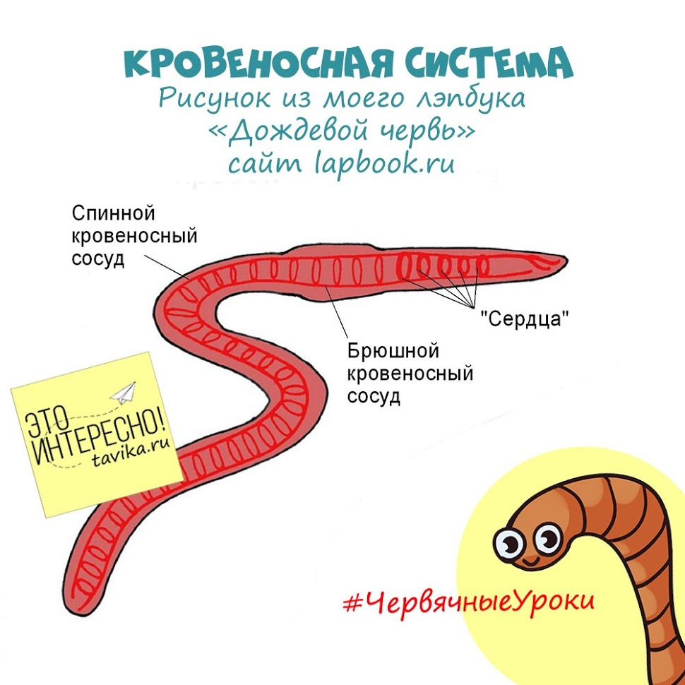 Задание дождевой червь. Схема червяка дождевого. Строение систем дождевого червя. Строение дождевого червя для детей. Строение кровеносной системы дождевого червя.