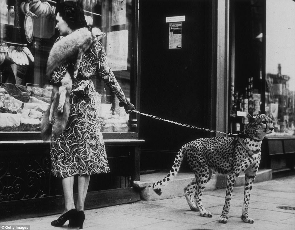 American silent film actress Phyllis Gordon window-shopping in Earls Court, London with her four-year-old cheetah who was flown to Britain from Kenya