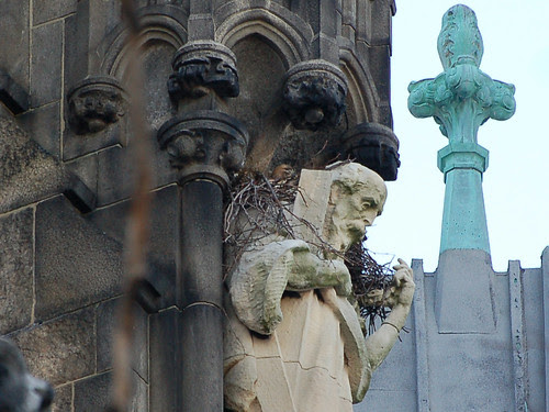 Red-Tailed Hawk in Cathedral Nest