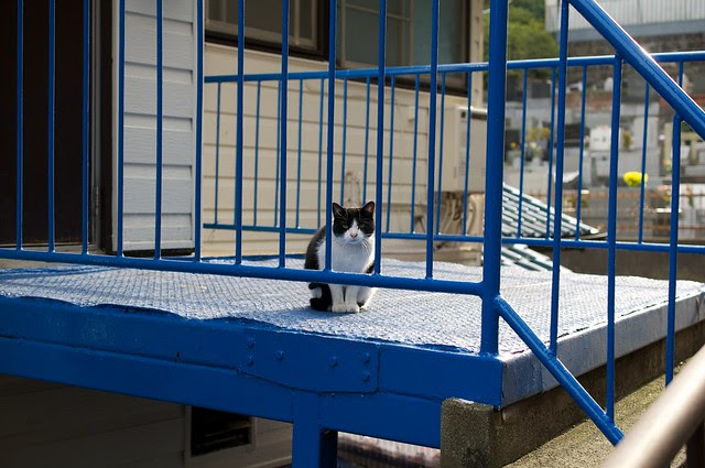 cat