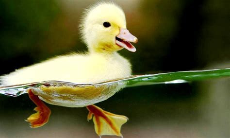 Free Cute Animal Wallpapers Photo « Long Wallpapers Free Cute Animal Wallpapers Photo « Long Wallpapers