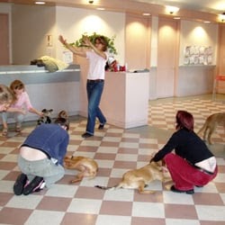 Puppy Training And Socialisation Classes Near Me / Puppy Socialisation