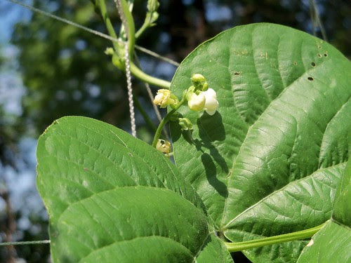 bean flower