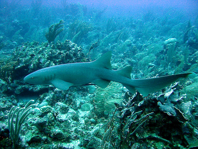 Nurse_Shark