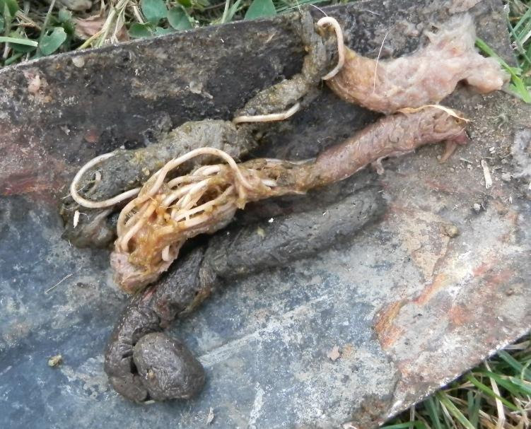 Wurmeier Im Hundekot Bilder Bilder Wurmeier Hund Kostenlos zum