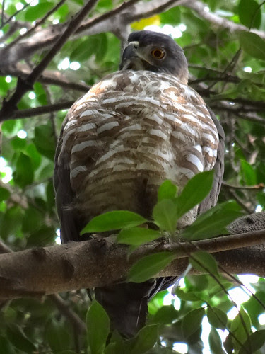 鳳頭蒼鷹/無限台南