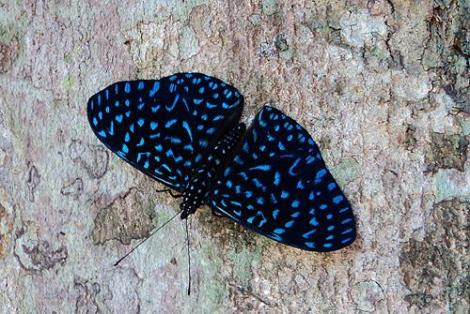 Arete LepidopteroFilo