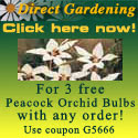 Use coupon #G5666 for 3 free Peacock Orchid Bulbs!