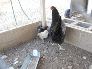 New Chicks 2012 Ninth Hatching