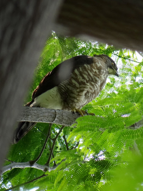 鳳頭蒼鷹/無限台南