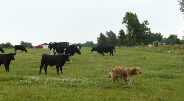 Calves dogs bunny